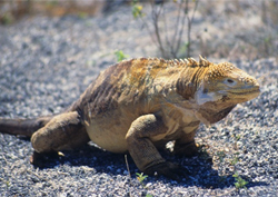 Galapagos Islands