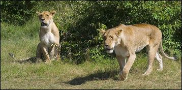 Kenya vs Tanzania safaris