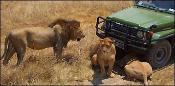Kruger Safari Luxury Lodges