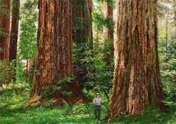 Redwoods National Park